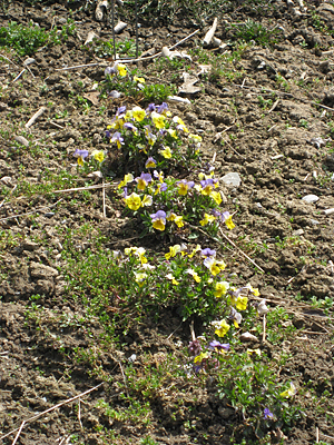 pansy unmulched